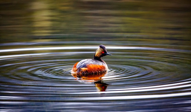 Eared Grebe