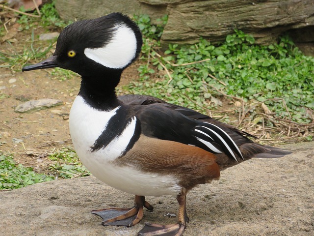 Hooded Merganser