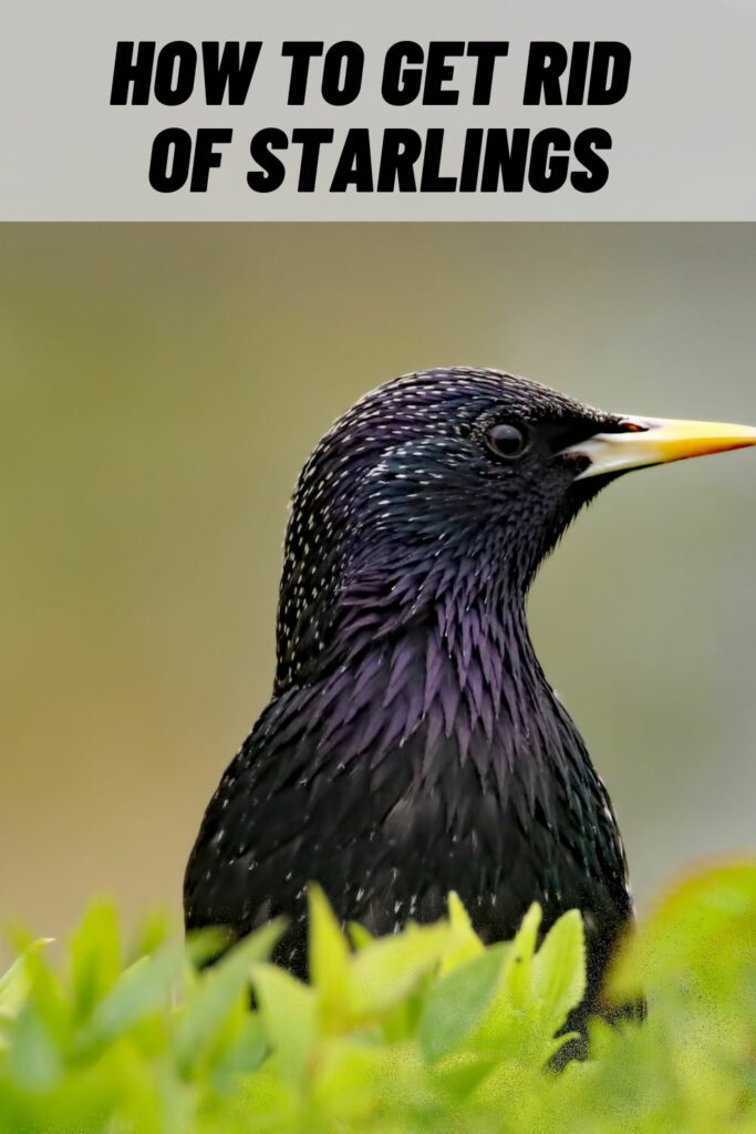 How to Get Rid of Starlings