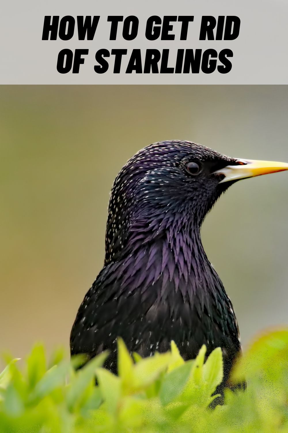 how-to-get-rid-of-starlings-15-easy-and-harmless-ways