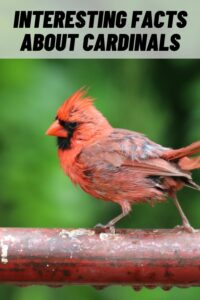 Interesting Facts about Cardinals