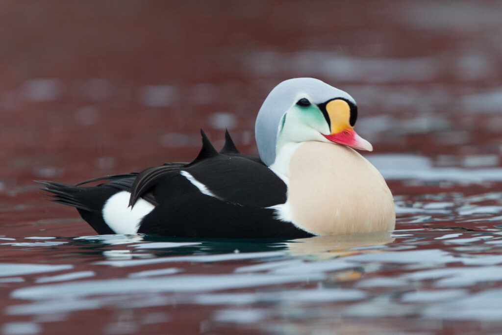 King Eider