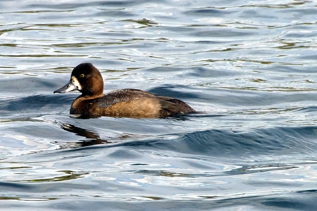 Lesser Scaup