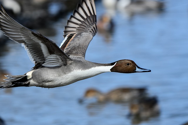 Northern Pintail Duck