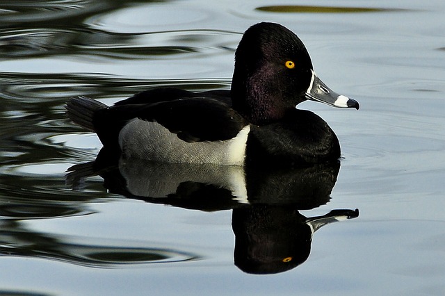 Ring-necked Duck