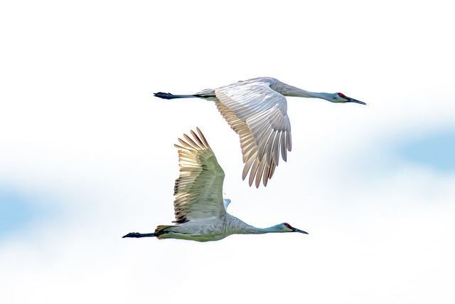 Sandhill Crane