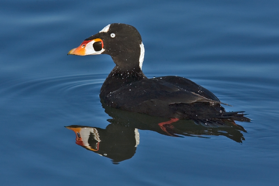 Surf Scoter