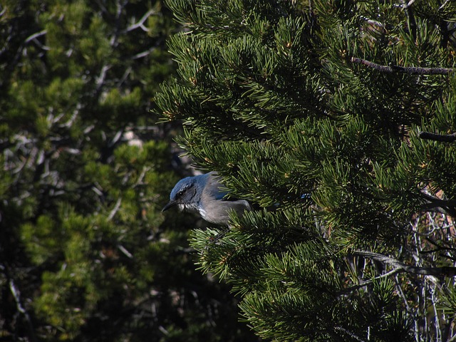 The Pinyon Jay