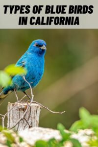 Types of Blue Birds in California