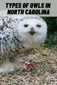 Types of Owls in North Carolina
