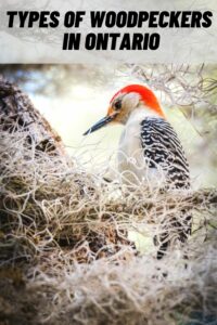 Types of Woodpeckers in Ontario