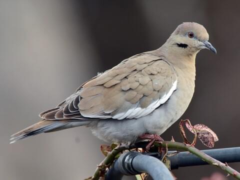 White-Flanked Wings Dove