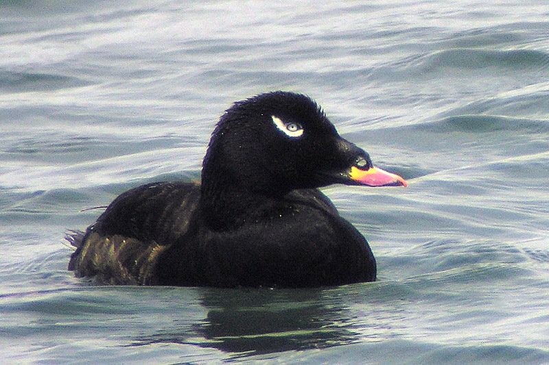 White-Winged Scoter