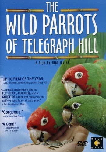 Wild Parrots of Telegraph Hill's