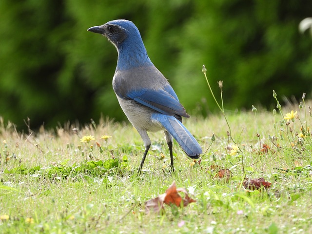 Woodhouse’s Scrub-Jay