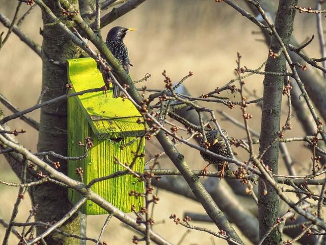 starling nest