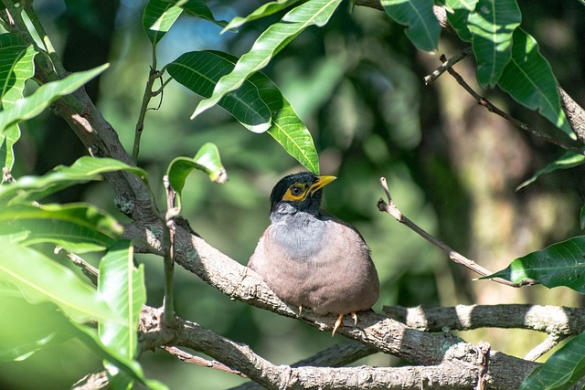 starling