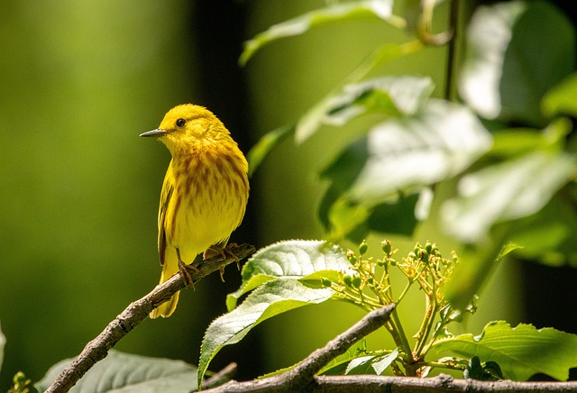 American Yellow Warbler