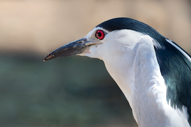 Black-crowned night Heron