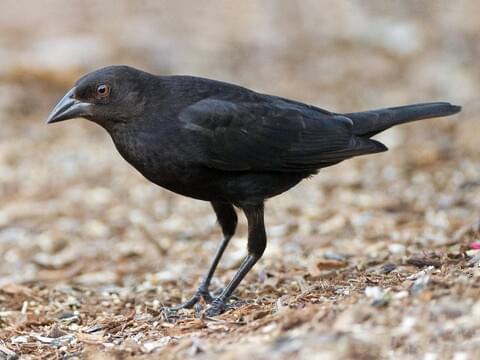 Bronzed Cowbird