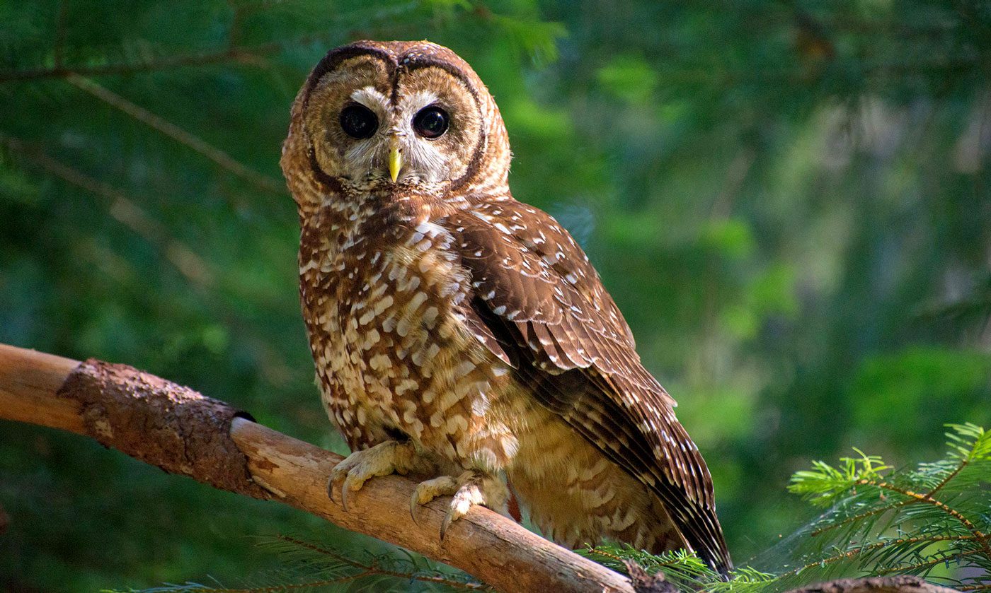 California Spotted owl