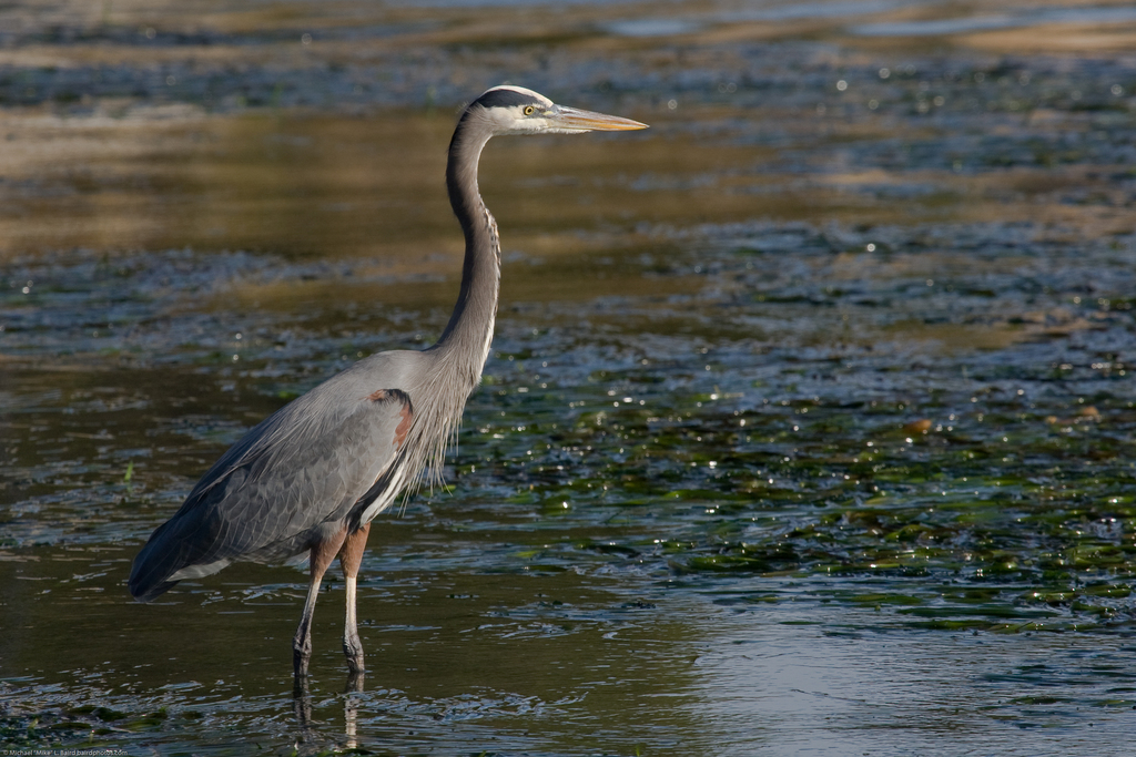 Common Blue Heron