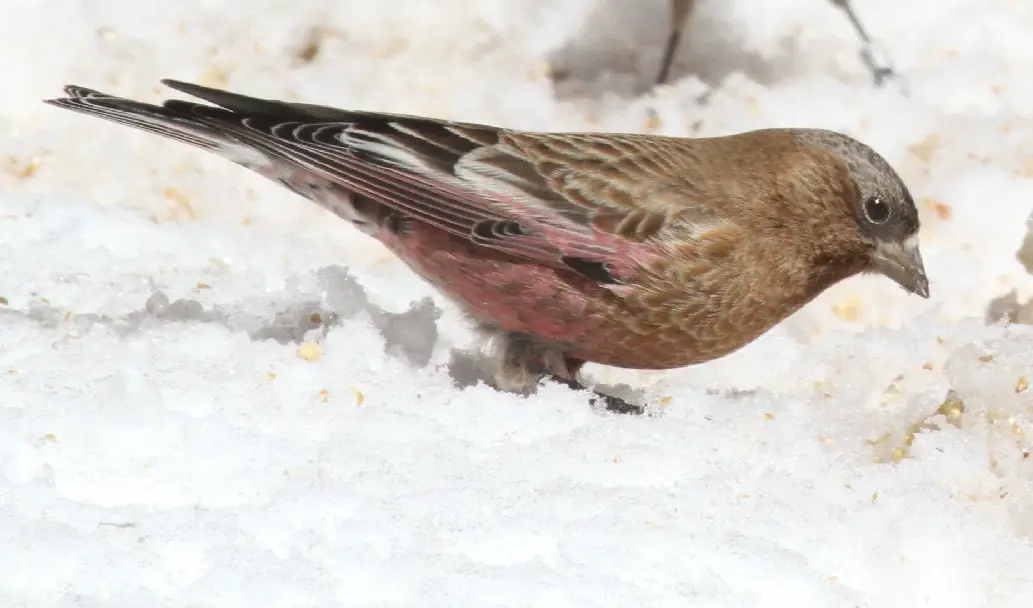 Gray-Crowned Rosey Finch