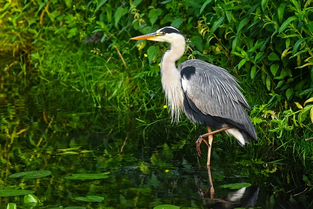 Green Heron