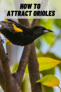 How to Attract Orioles