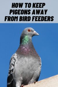 How to Keep Pigeons Away from Bird Feeders