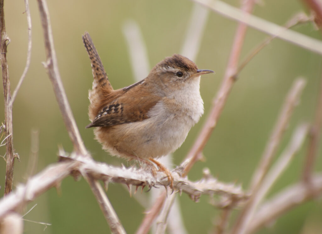 Marsh-bred Wren