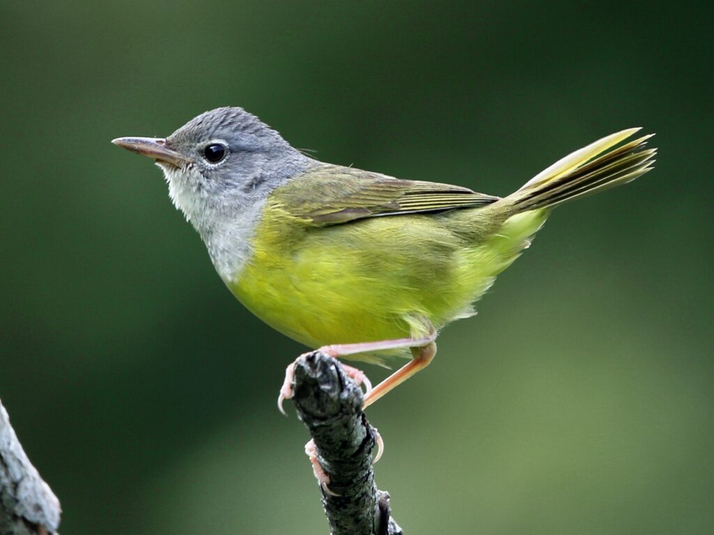 Mourning Warbler