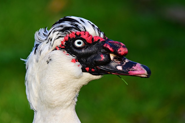 Muscovy Duck