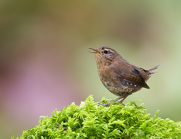 Pacific Wren