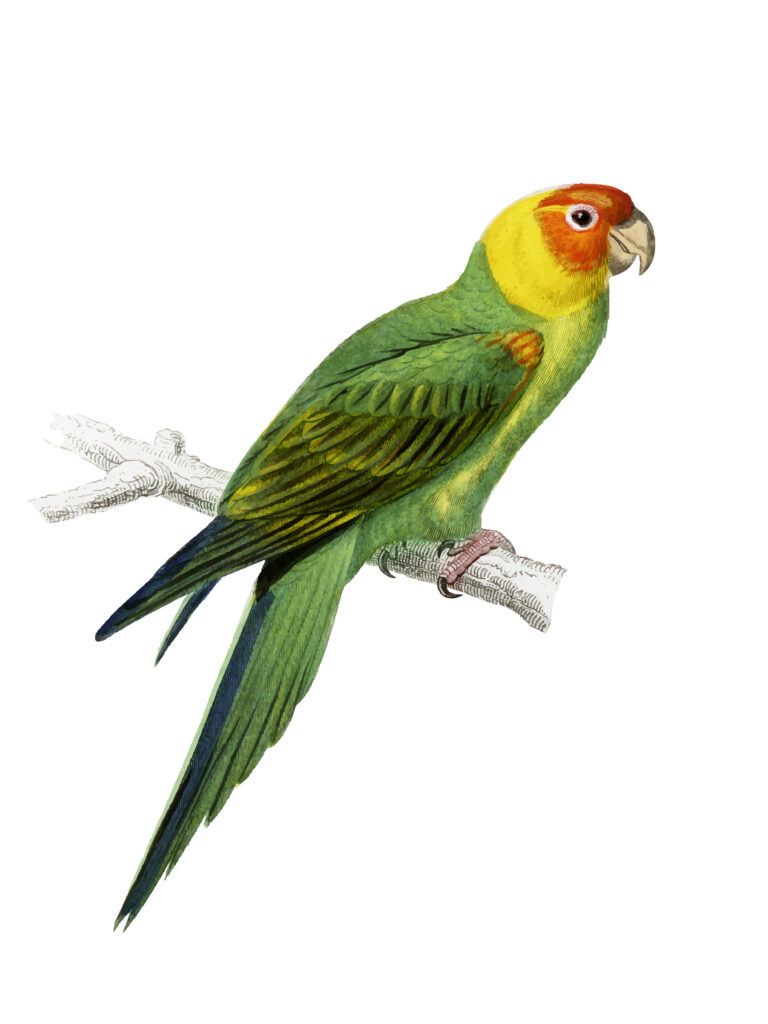 Parakeet