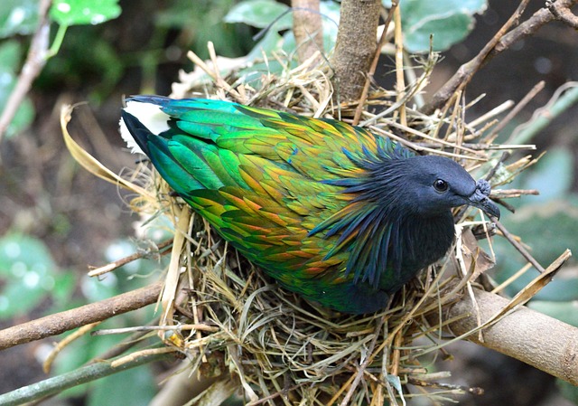 Pigeon Nesting