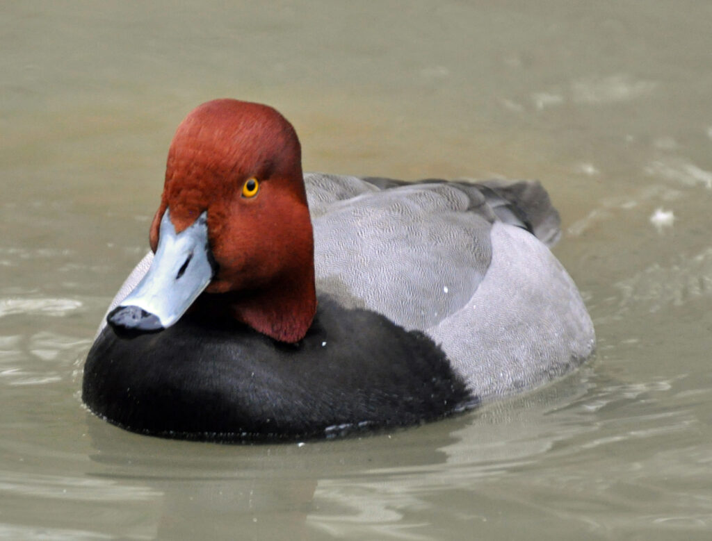 Redhead Mallard