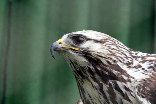 Rough-legged Buzzard