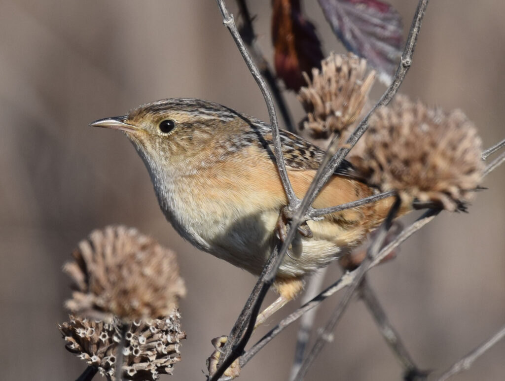 Sedge Wren