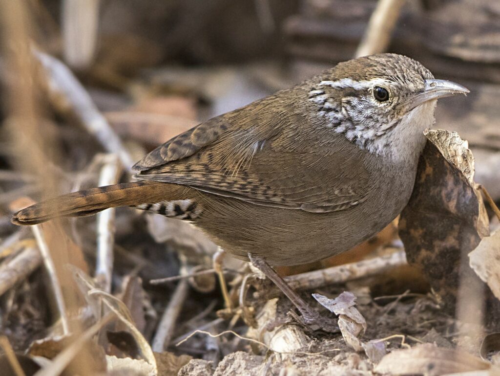 Sinaloa Wren