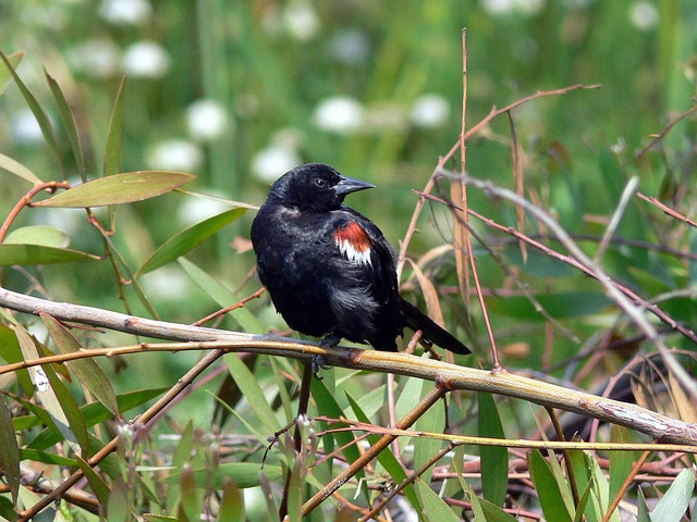 Tricolored Blackbird