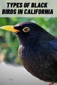 Types of Black Birds in California