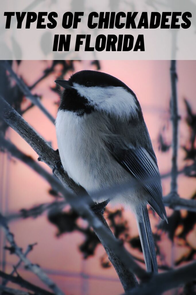 Types of Chickadees in Florida