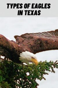 Types of Eagles in Texas