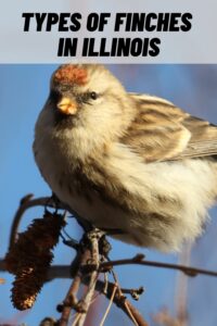 Types of Finches in Illinois