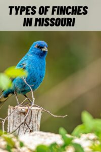 Types of Finches in Missouri
