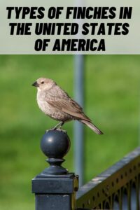 Types of Finches in the United States of America