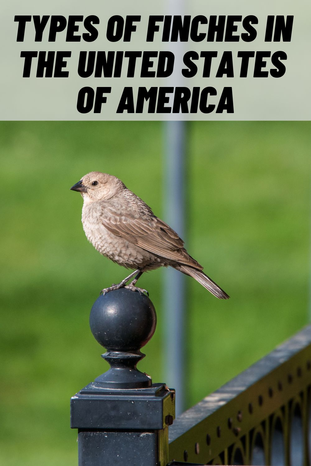 11 Types of Finches in North America (with Pictures) (2025)