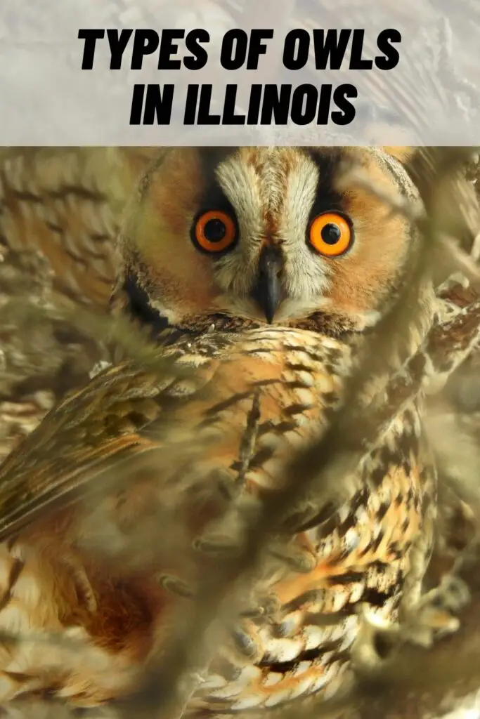 Types of Owls in Illinois