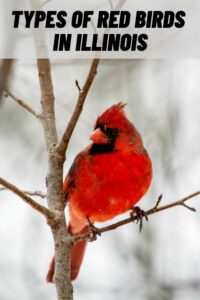 Types of Red Birds in Illinois